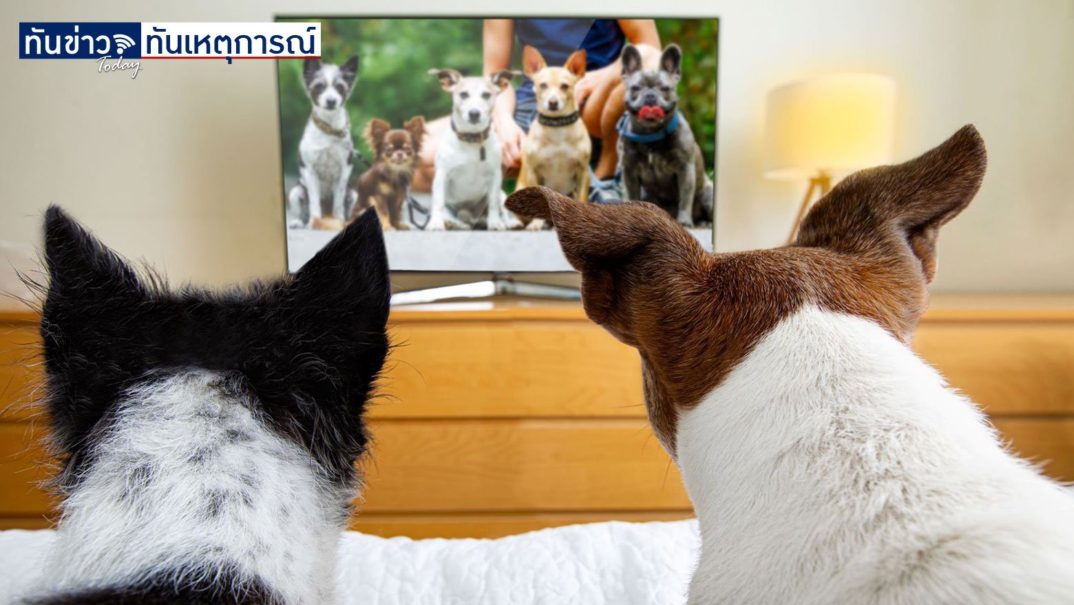 DogTV ทีวีสำหรับเจ้าตูบของคุณ